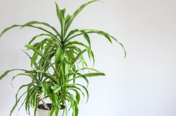 Exemple De Yucca En Pot