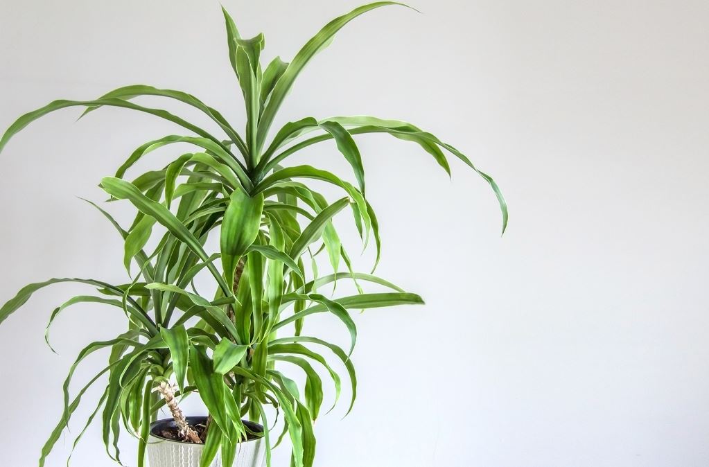 Exemple De Yucca En Pot