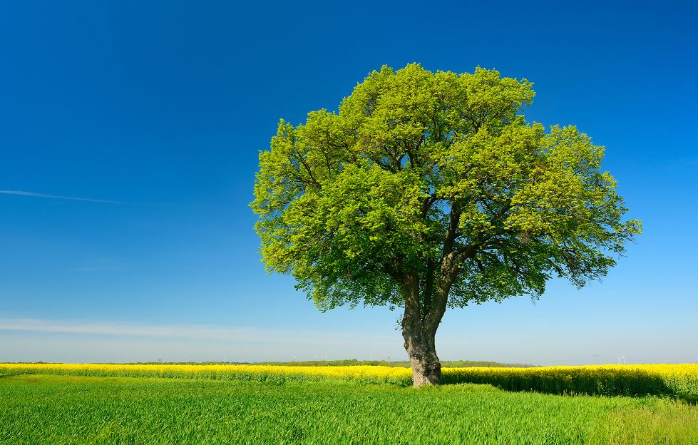 Grand Arbre Planté Dans Une Clairière