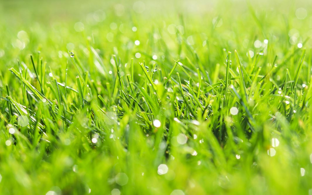 Herbe Humide Qu'il Va Falloir Tondre