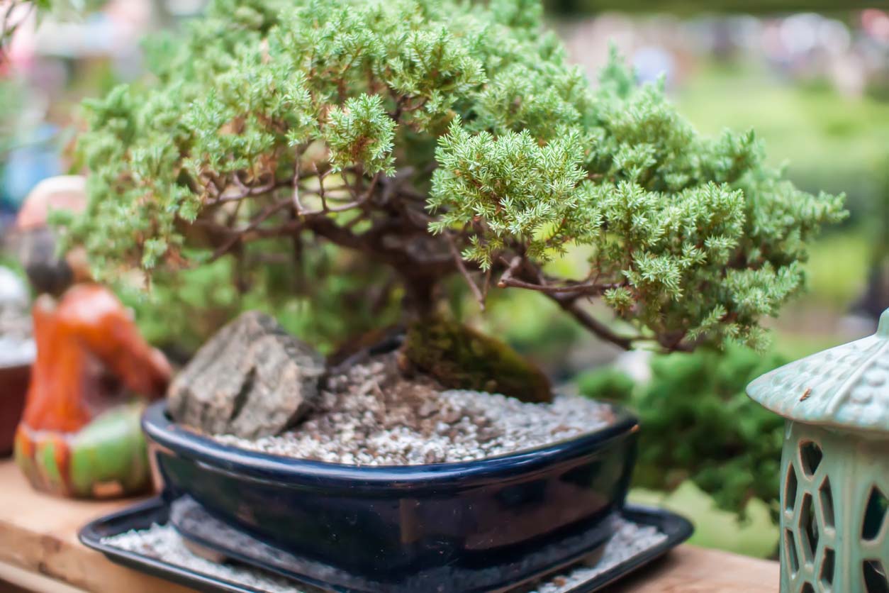 petit bonsai en pot