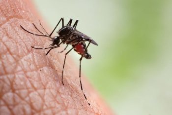 moustique posé sur la peau