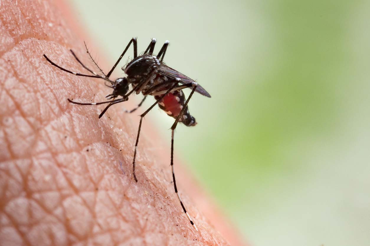 moustique posé sur la peau