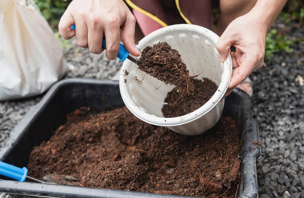 Preparation Pot Pour Bouturer Sauge Des Bois