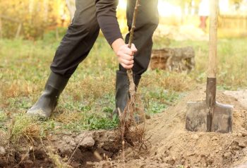 Trou De Plantation Arbre